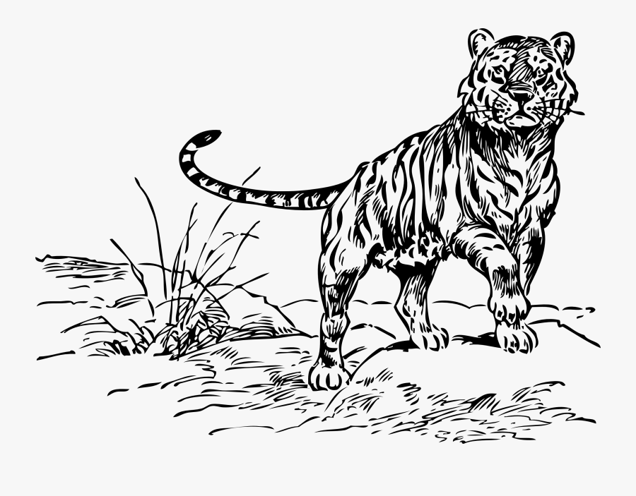 Tiger Black And White Black And White Tiger Clipart - Tiger Black And White Drawings, Transparent Clipart