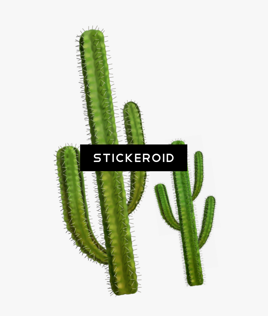 Cactus Clipart , Png Download - Transparent Background Cactus Png, Transparent Clipart