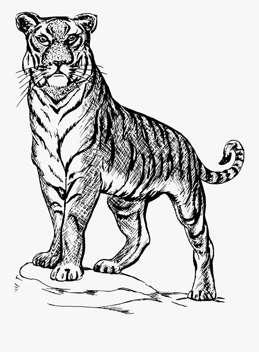 Nice Tiger Clipart - Outline Picture Of National Symbols, Transparent Clipart