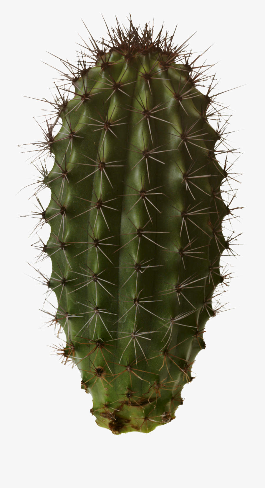 Cactus Png Image - Cactus Png, Transparent Clipart