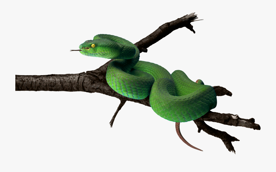 Tree Snake Clipart Snake Tongue - Transparent Background Snake, Transparent Clipart