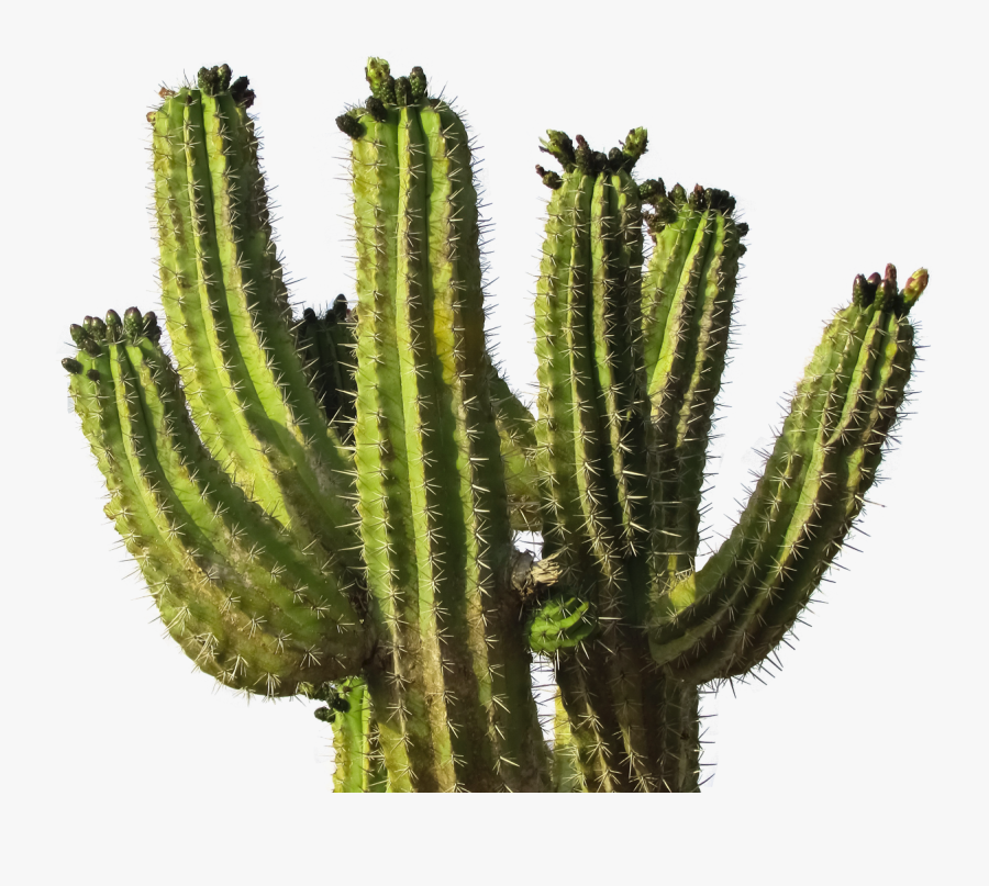 Download Cactus Clipart Png Photo, Transparent Clipart