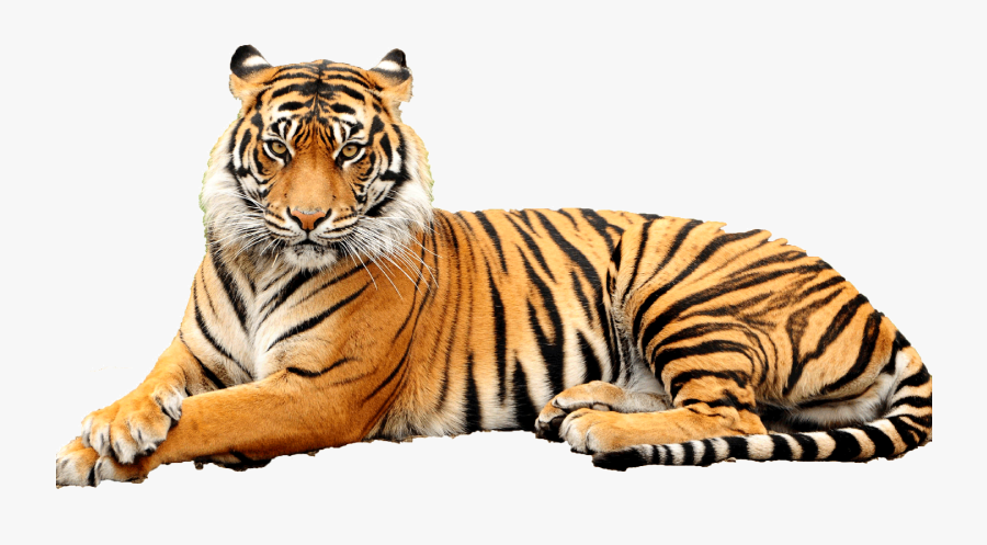 Tiger Clipart Transparent Background - Point Defiance Zoo & Aquarium, Transparent Clipart