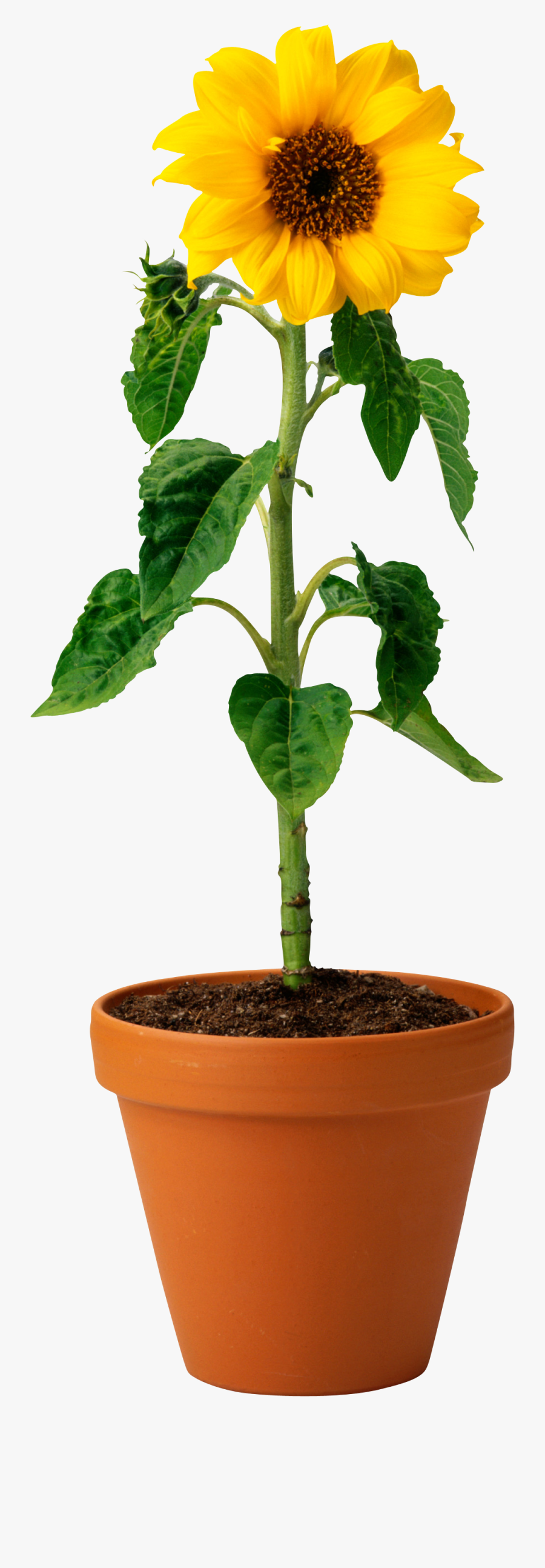 Sunflower In Pot Png, Transparent Clipart