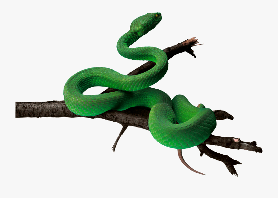 Python Logo Clipart Coiled Snake - Green Snake Transparent Background, Transparent Clipart