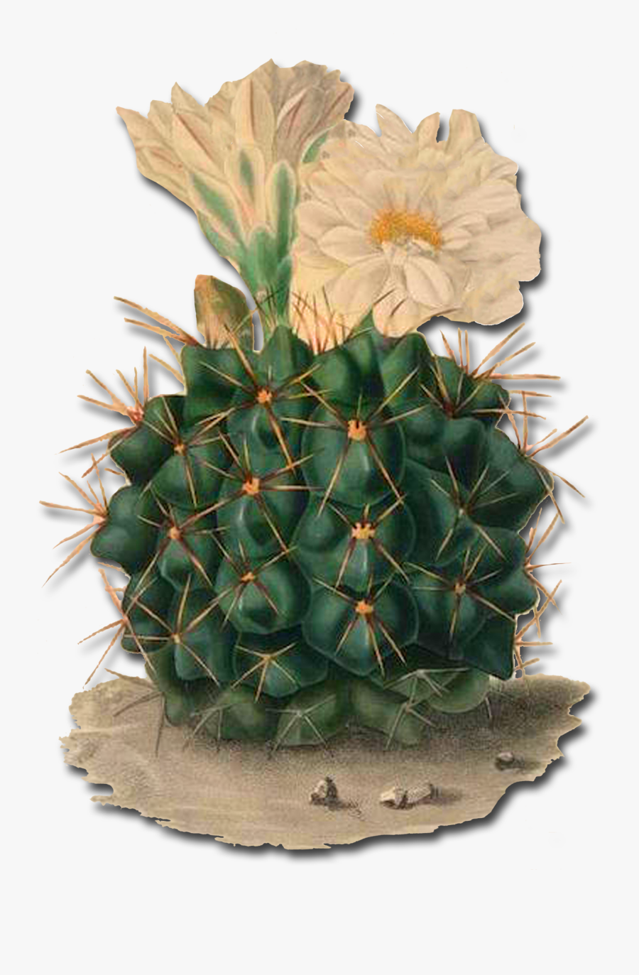 Spreuk Met Cactus, Transparent Clipart