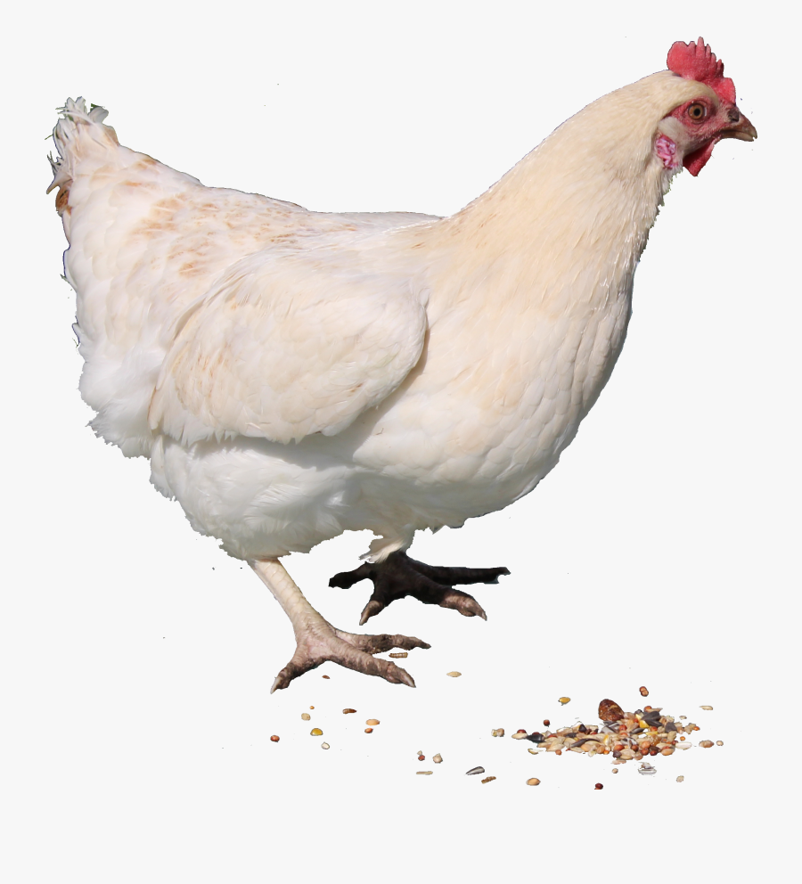 Download Chicken Png Png Image Pngimg - Hen Chicken Png, Transparent Clipart