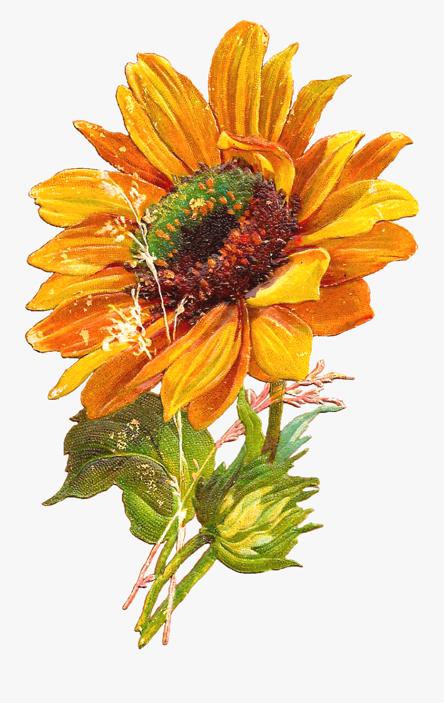Http - //4 - Bp - Blogspot - Ucv4/s1600/sun Flower - Vintage Sunflower Clipart .png, Transparent Clipart