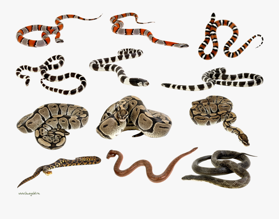 4043 - Snakes Clipart, Transparent Clipart