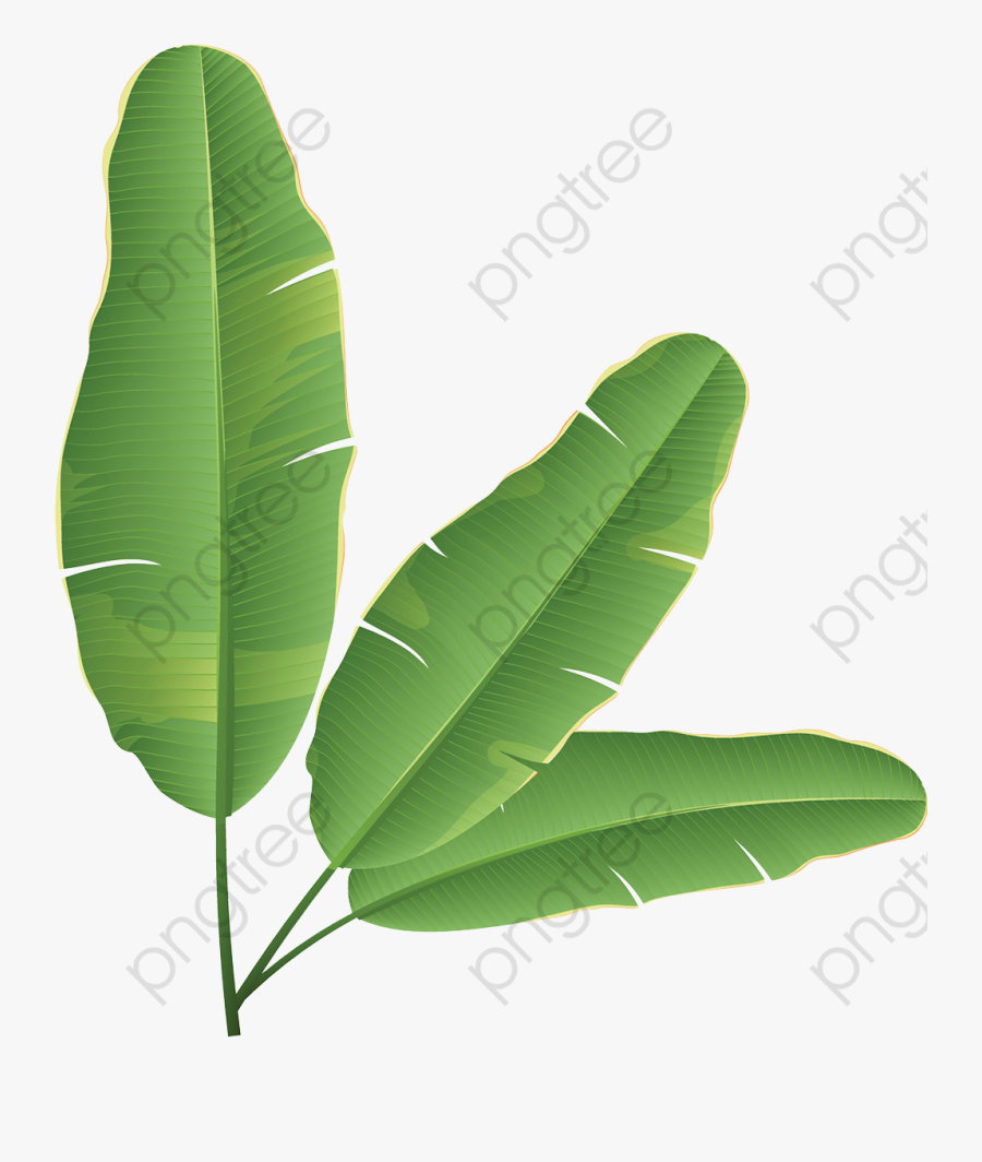 Banana Leaves Clipart - Folha De Bananeira Desenho, Transparent Clipart