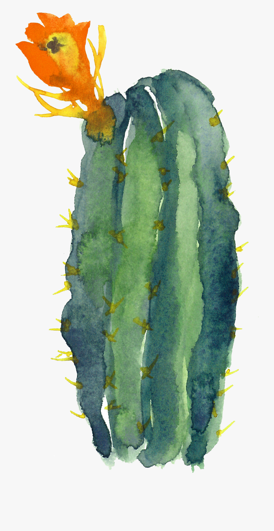 Transparent Cactus Drawing Png - Cacti Watercolor Clip Art, Transparent Clipart