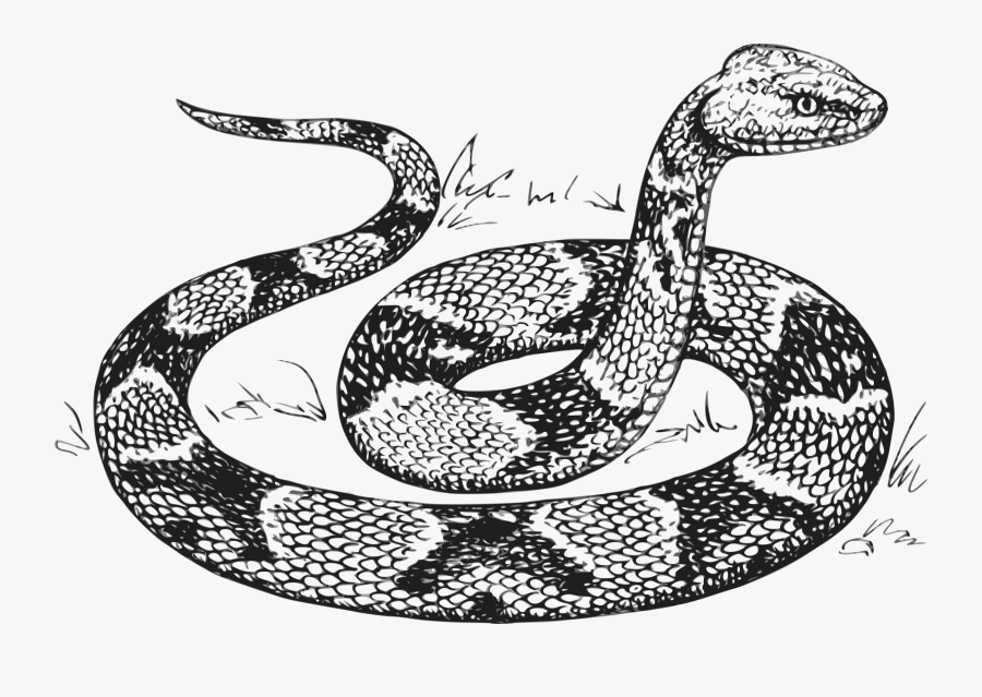 Transparent Reptiles Clipart - Coloring Pages Snakes, Transparent Clipart