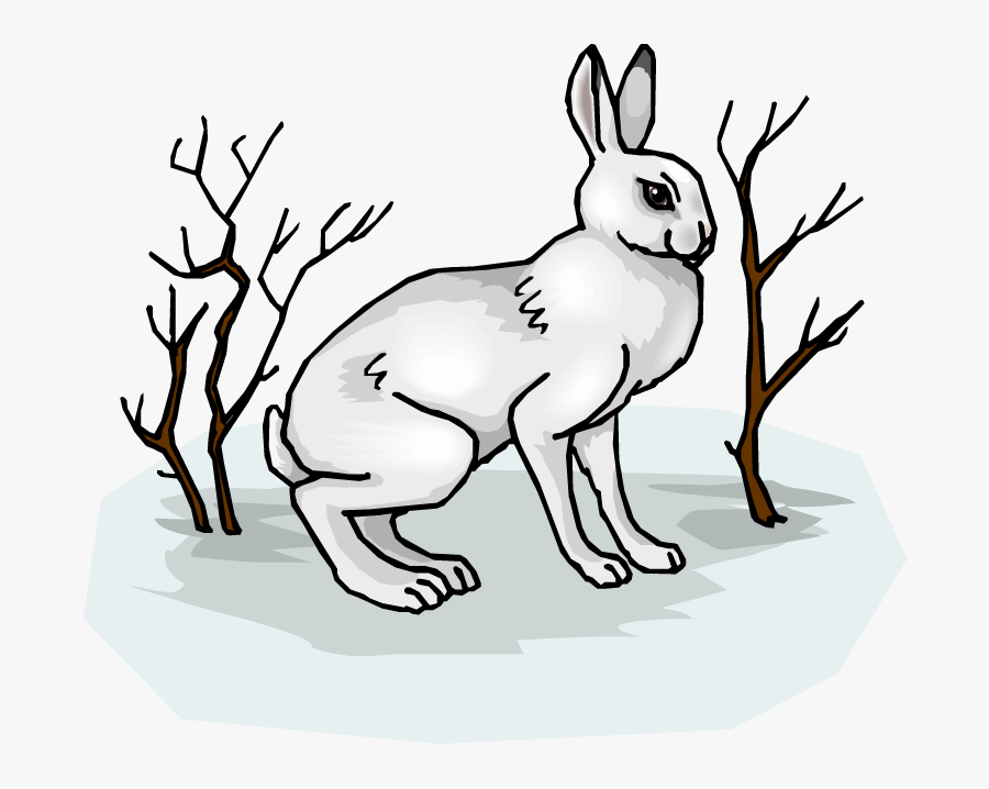 Arctic Rabbit Clipart, Transparent Clipart