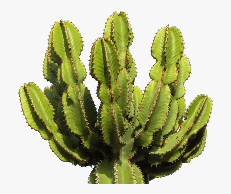 Download Cactus Clipart Png Photo - Cactus Plants Images Png, Transparent Clipart