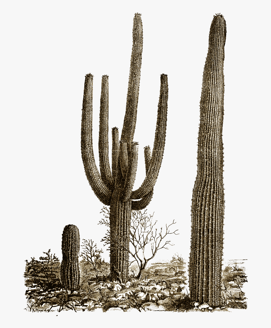 Roots Clipart Cactus - Cactus Png, Transparent Clipart