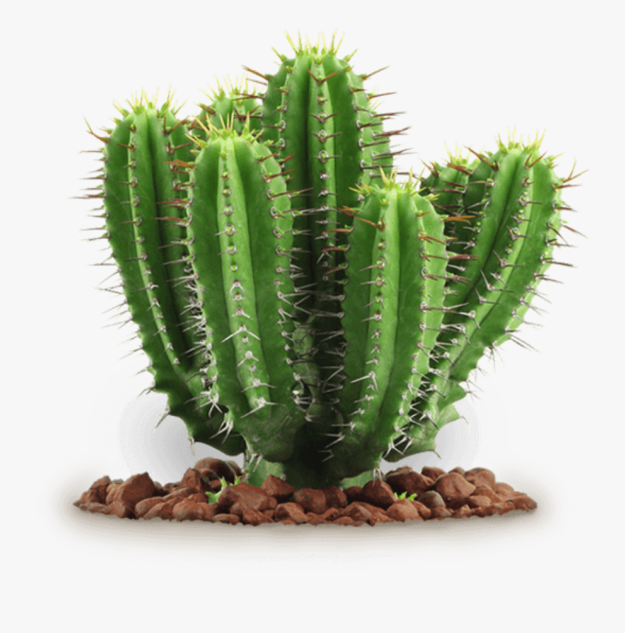 Download Cactus Clipart Png Photo - Cactus Png, Transparent Clipart