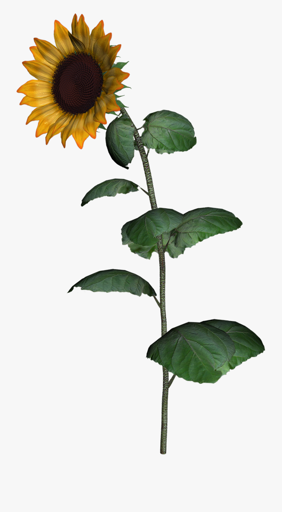 Sunflower Clipart With Leaf Png Images Transparent Sunflower
