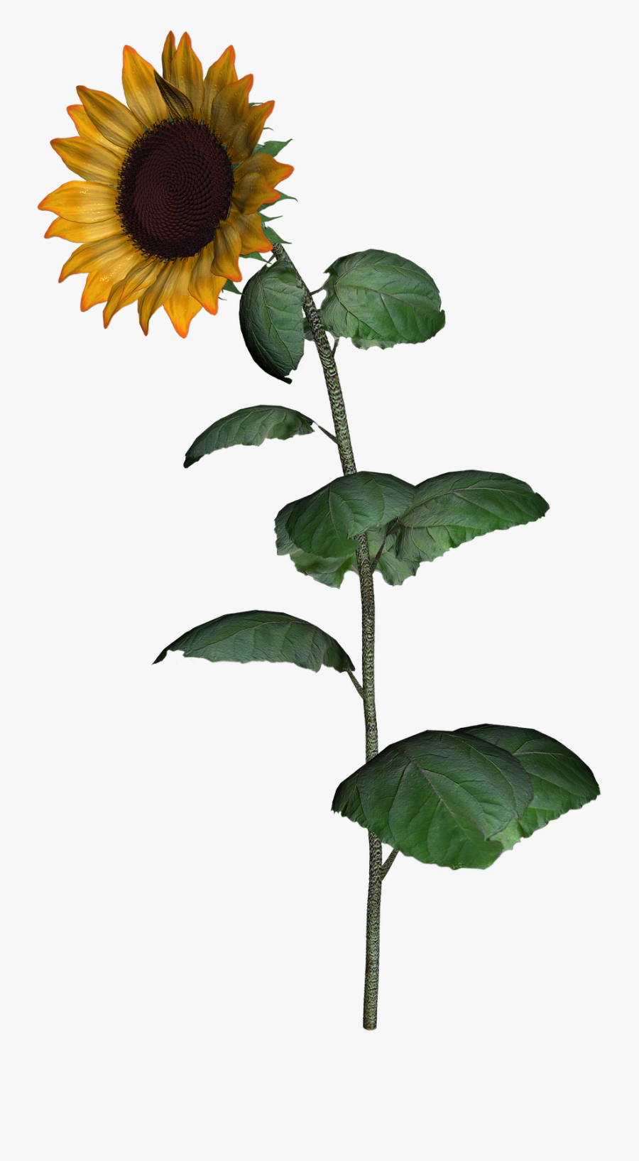 Sunflower Clipart With Leaf Png Images Transparent - Sunflower Full Png, Transparent Clipart