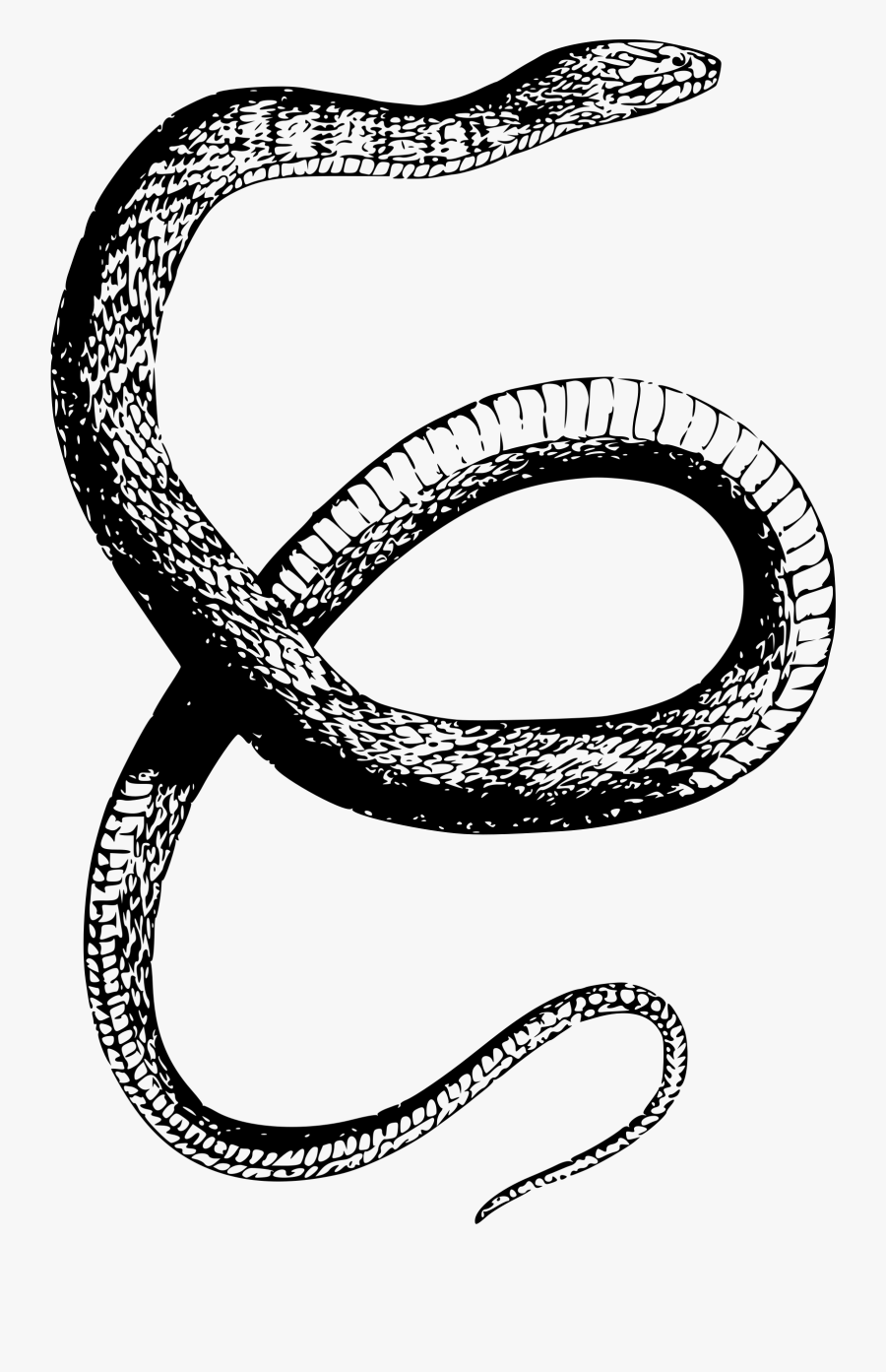 Clipart - Snake Drawing Transparent Background, Transparent Clipart