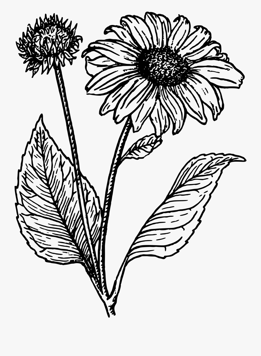 Transparent Sunflower Clipart - Sunflower Line Drawing Png, Transparent Clipart