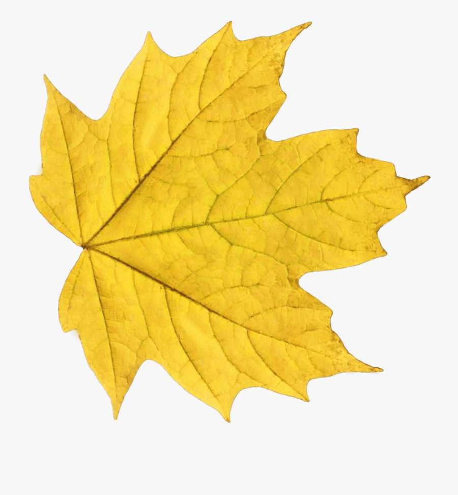 Autumn Leaves Clip Art Png - Yellow Leaf Png, Transparent Clipart