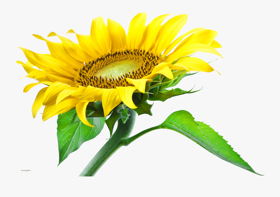 Sunflowers Clipart Transparent Background, Transparent Clipart