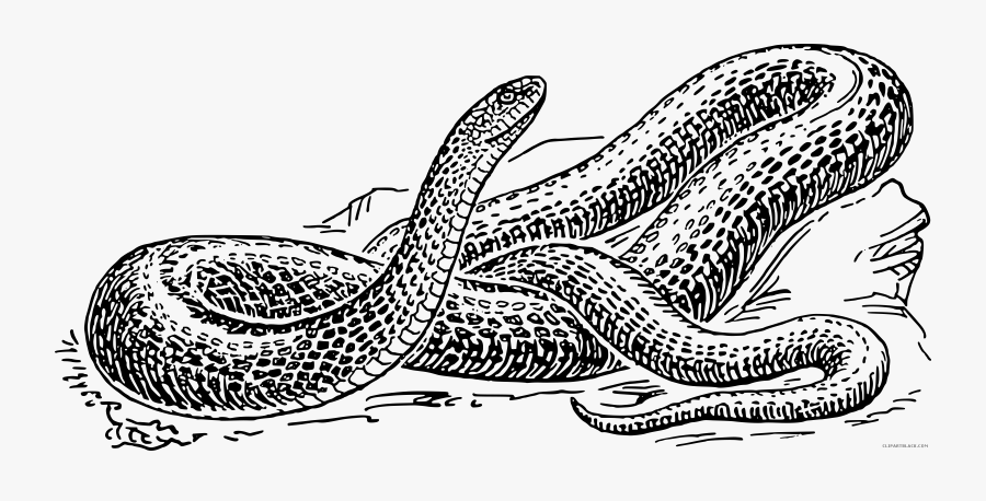 Banner Royalty Free Stock Black And White Snake Clipart - Anaconda Black And White, Transparent Clipart