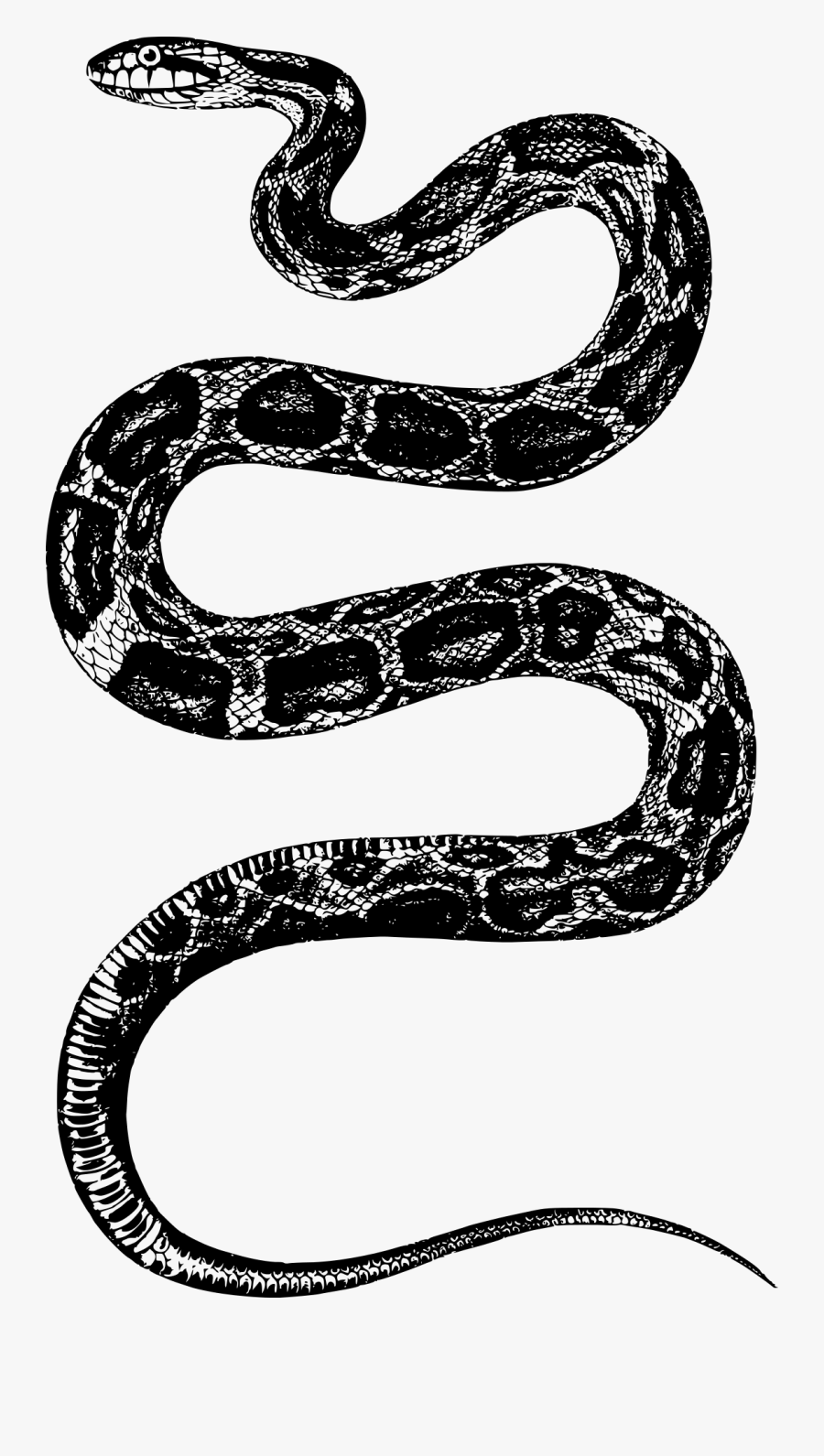 Thumb Image - Snake Clipart Black And White Png, Transparent Clipart