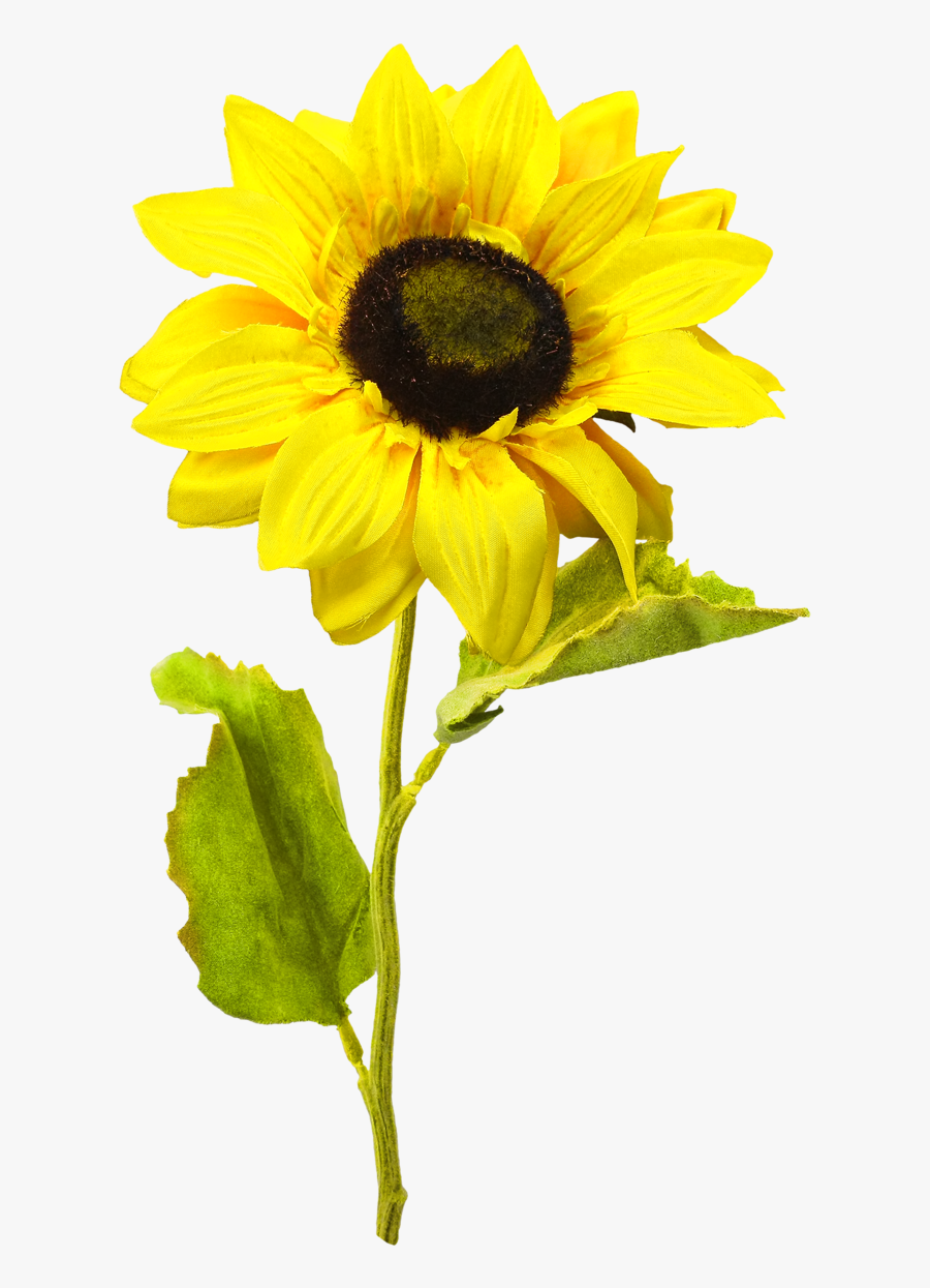 Sunflowers Png One - Transparent Images Background Sunflower Png Transparent, Transparent Clipart