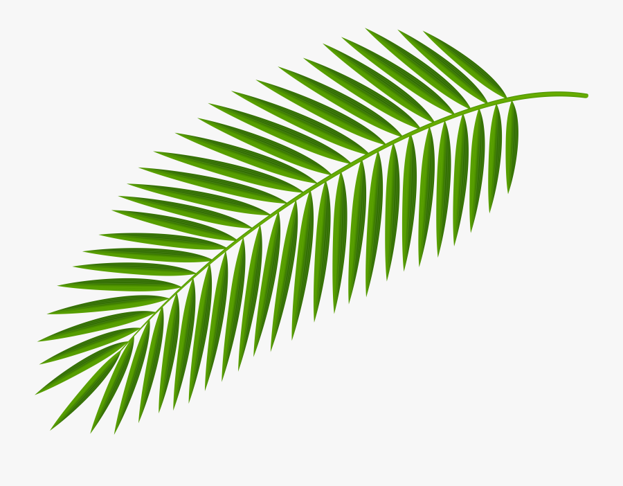 Branch Transparent Clip Art - Palm Tree Leaves Png, Transparent Clipart