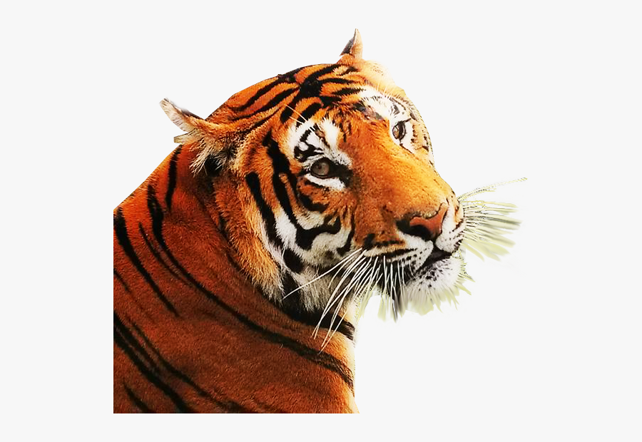 Tiger Photo Png Background, Transparent Clipart