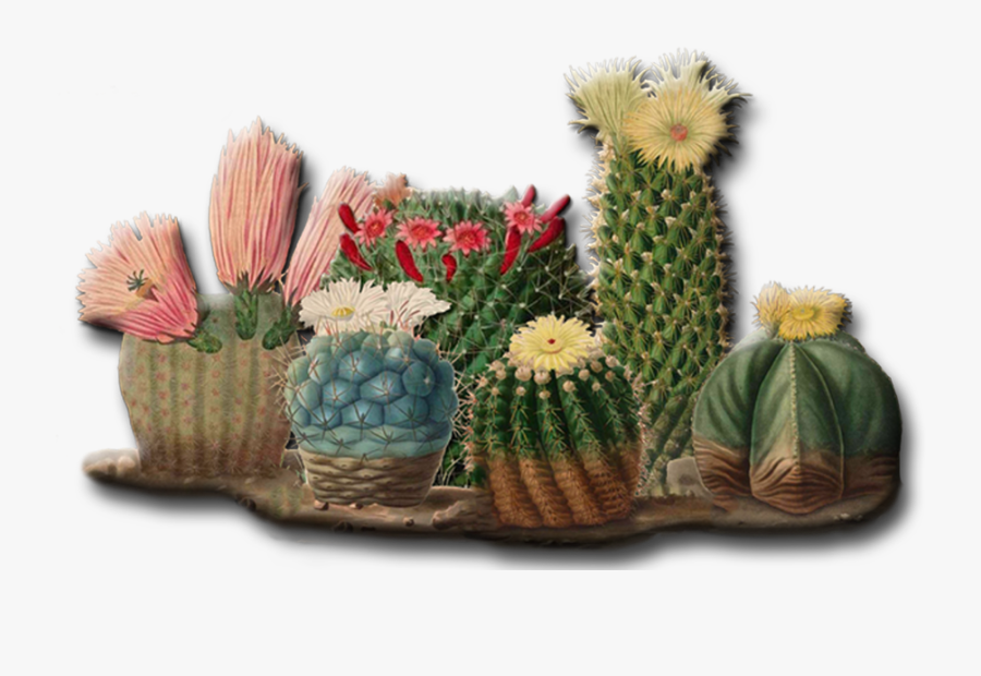 San Pedro Cactus, Transparent Clipart