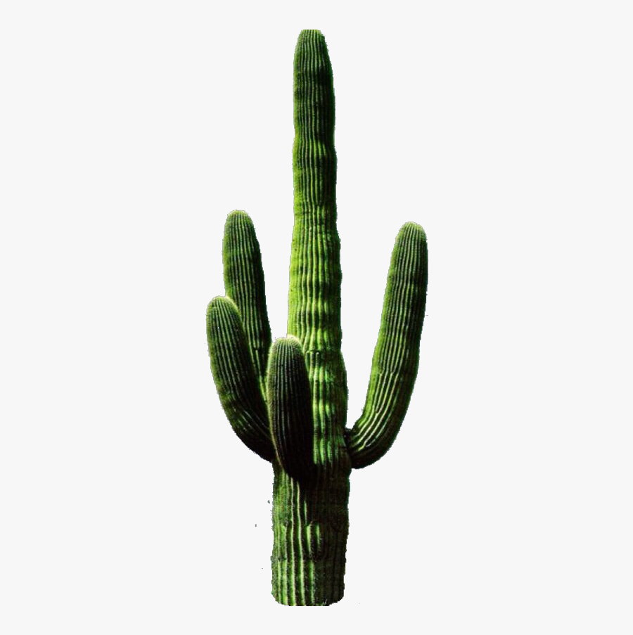 Png Transparent Cactus Png, Transparent Clipart