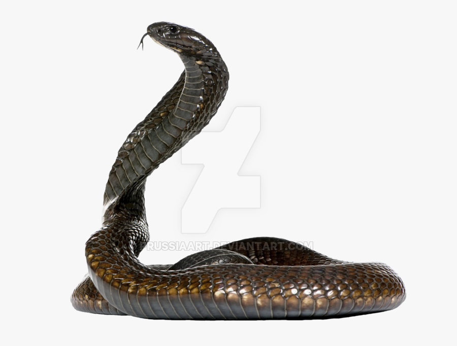 Download Snake Png Clipart - Cobra Snake Side View, Transparent Clipart