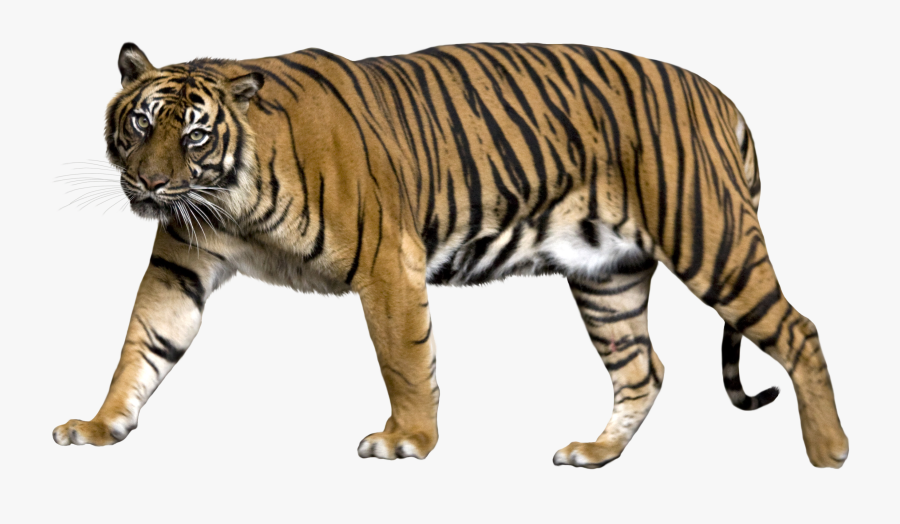 Jaguar Clipart Sumatran Tiger - Sumatran Tiger Transparent Background, Transparent Clipart