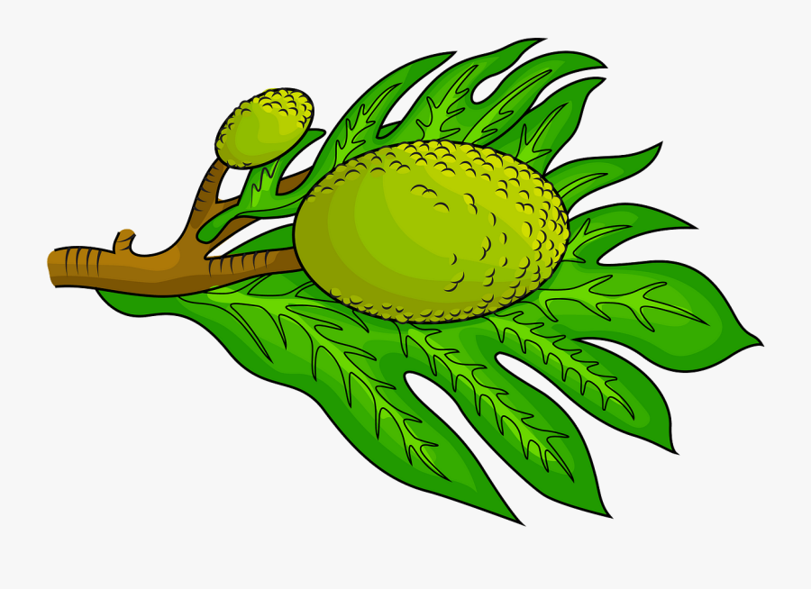 Breadfruit Vector, Transparent Clipart