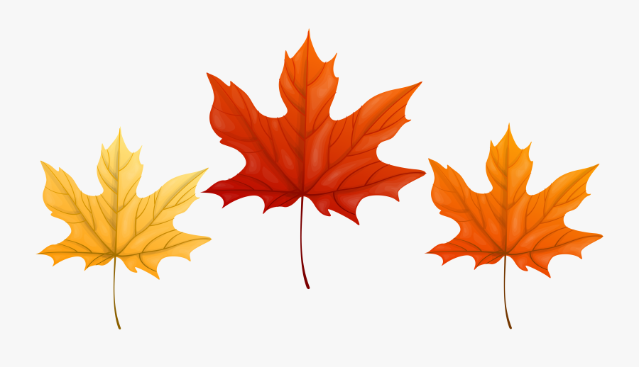 Maple Leaf Clipart , Png Download - Portable Network Graphics, Transparent Clipart