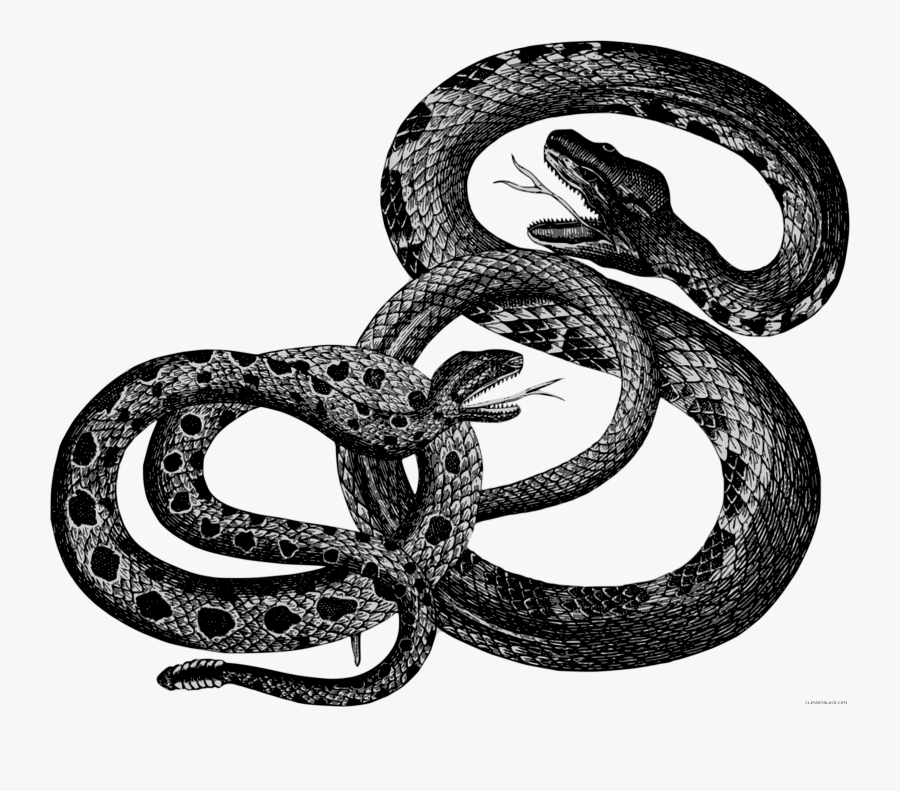 Black And White Snake Clipart - Snakes Vintage, Transparent Clipart