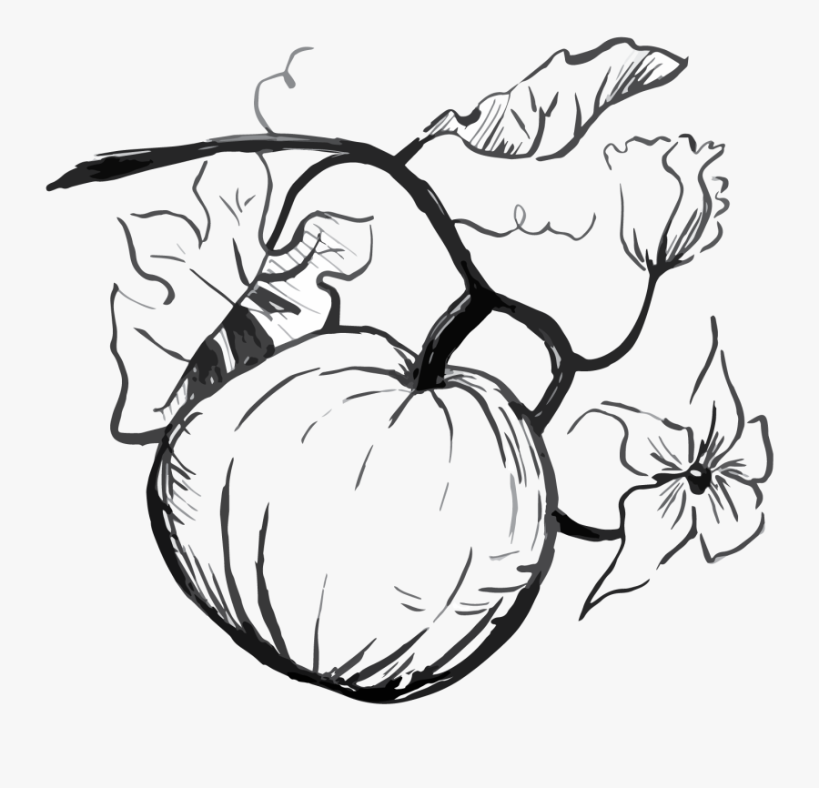 Seed Drawing At Com - Pumpkin Patch Clip Art Black And White, Transparent Clipart