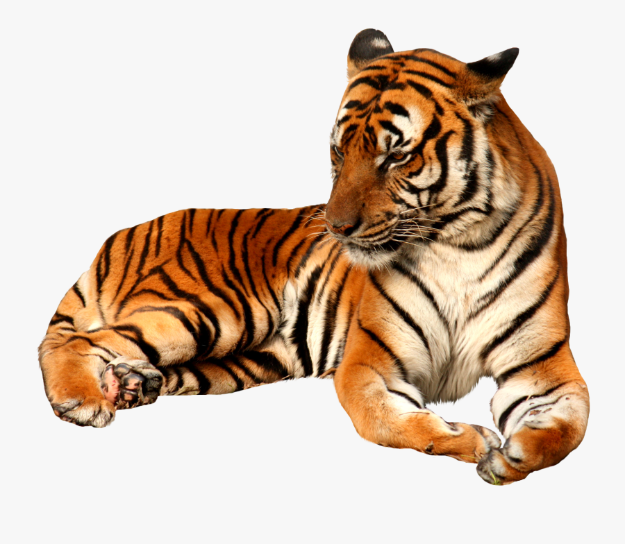 Transparent Background Tiger Png, Transparent Clipart