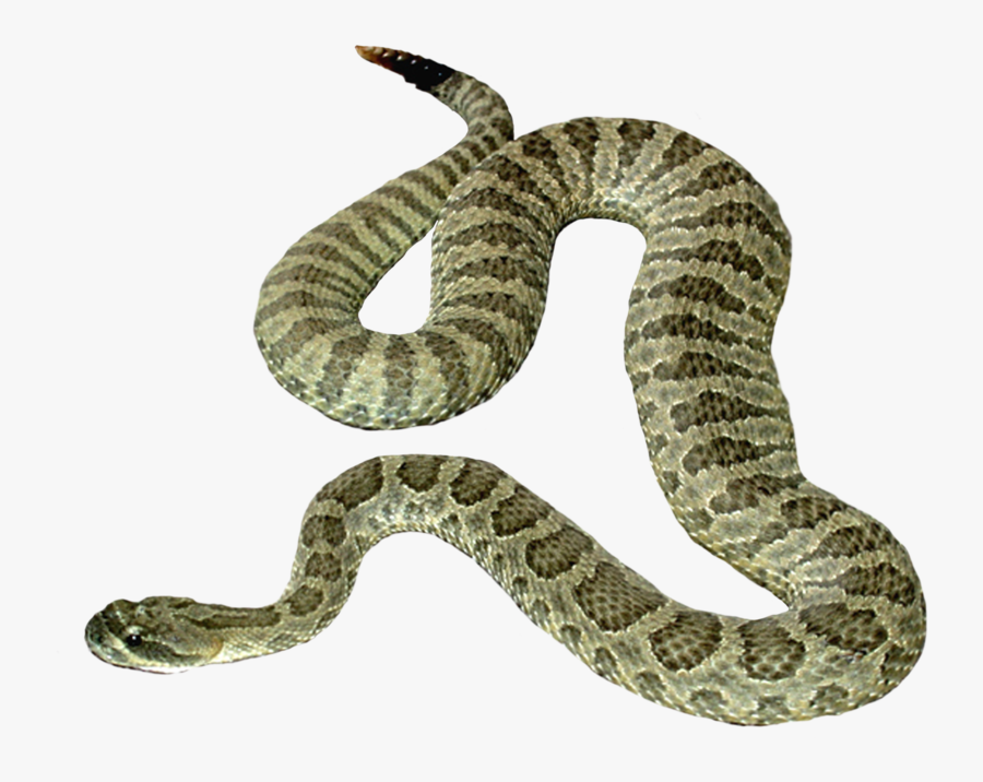Snake Png - Transparent Background Snake Clipart, Transparent Clipart