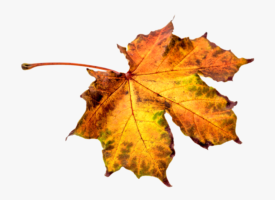 Leaf Clipart - Hoja De Otoño Png, Transparent Clipart
