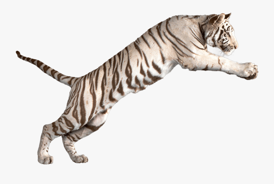 White Tiger Clipart Bengal Tiger - White Tiger Transparent Background, Transparent Clipart