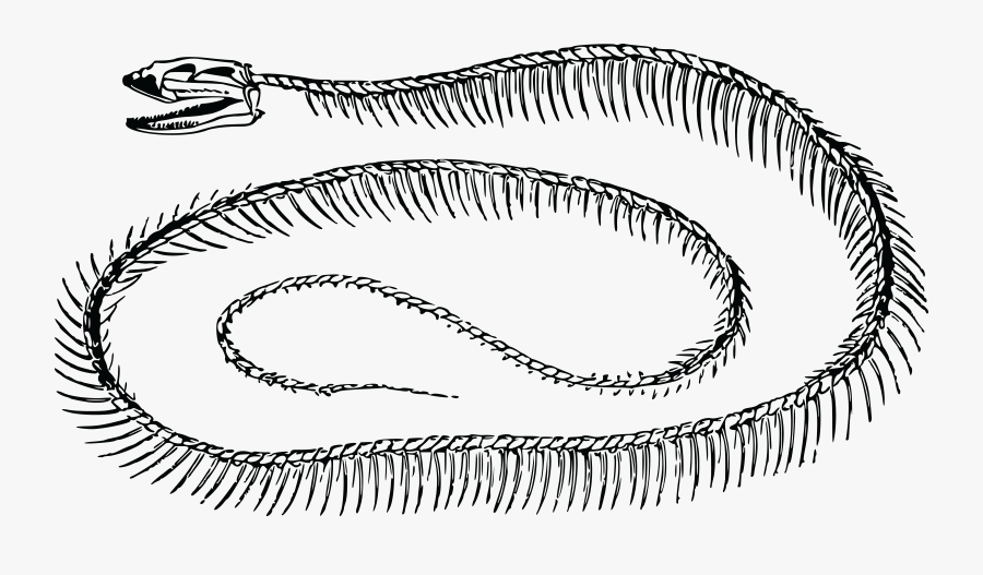 Free Clipart Of A Snake Skeleton - Snake Skeleton Black And White, Transparent Clipart
