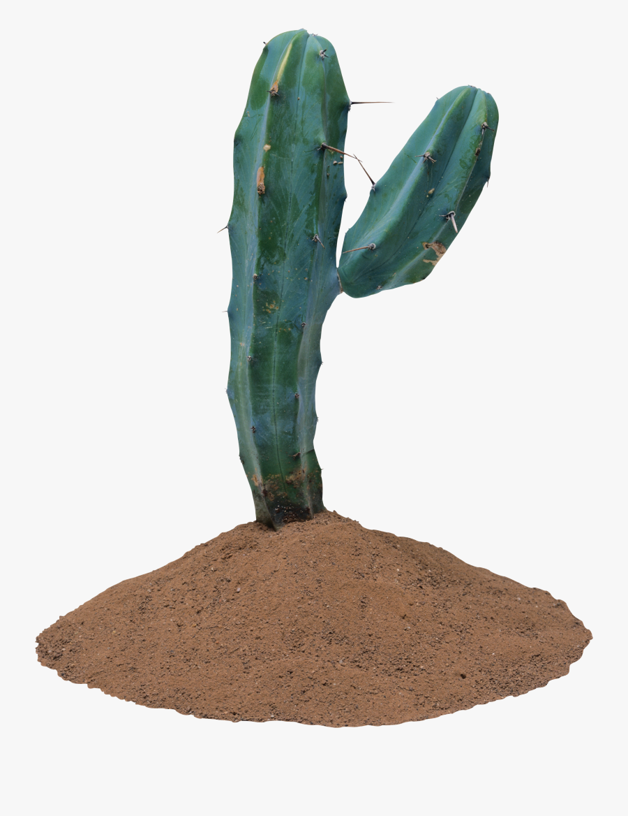 Plantas Que Vivem No Deserto, Transparent Clipart