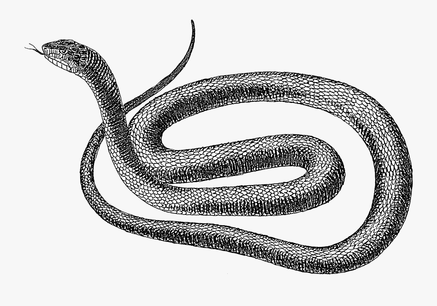 Rat Snake Clip Art, Transparent Clipart