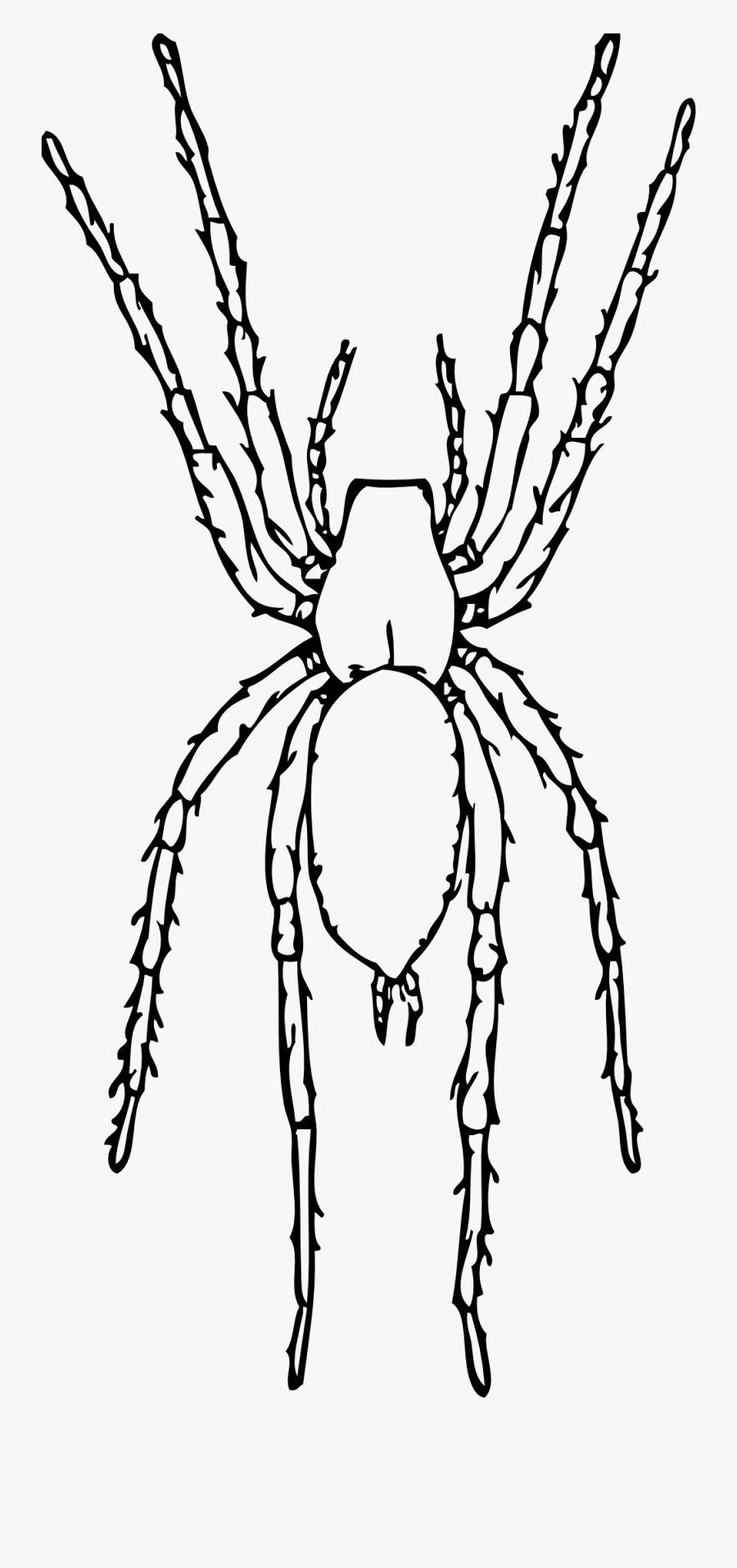 Spider Clipart Clipground - White Spider Clip Art, Transparent Clipart