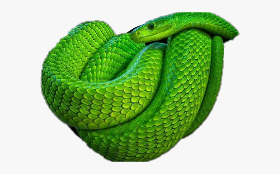 Smooth Green Snake Clipart Mobile - Green Mamba, Transparent Clipart