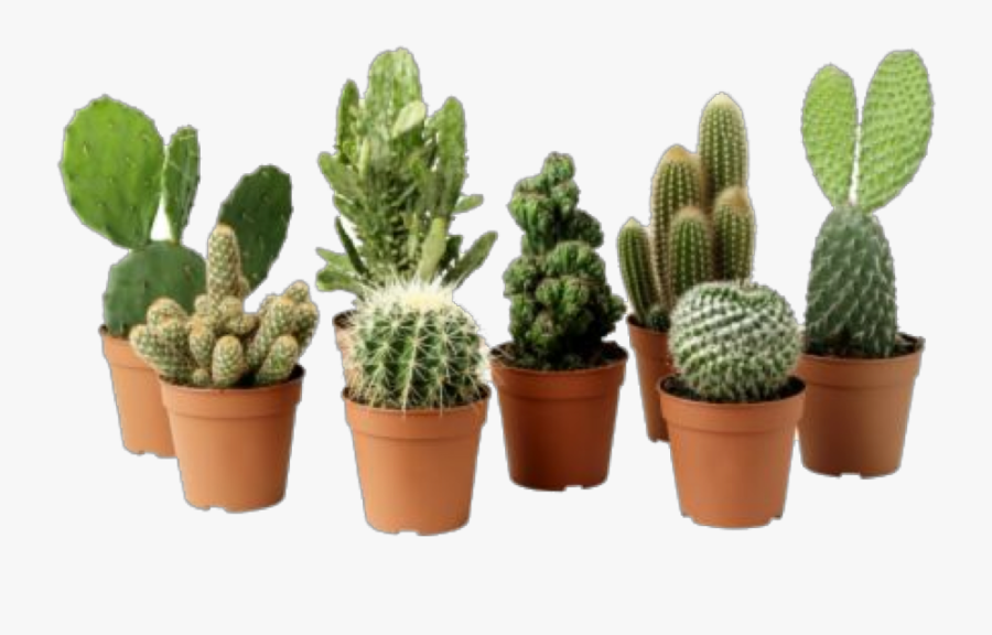Plant Plants Cacti Green - Transparent Background Succulents Png, Transparent Clipart