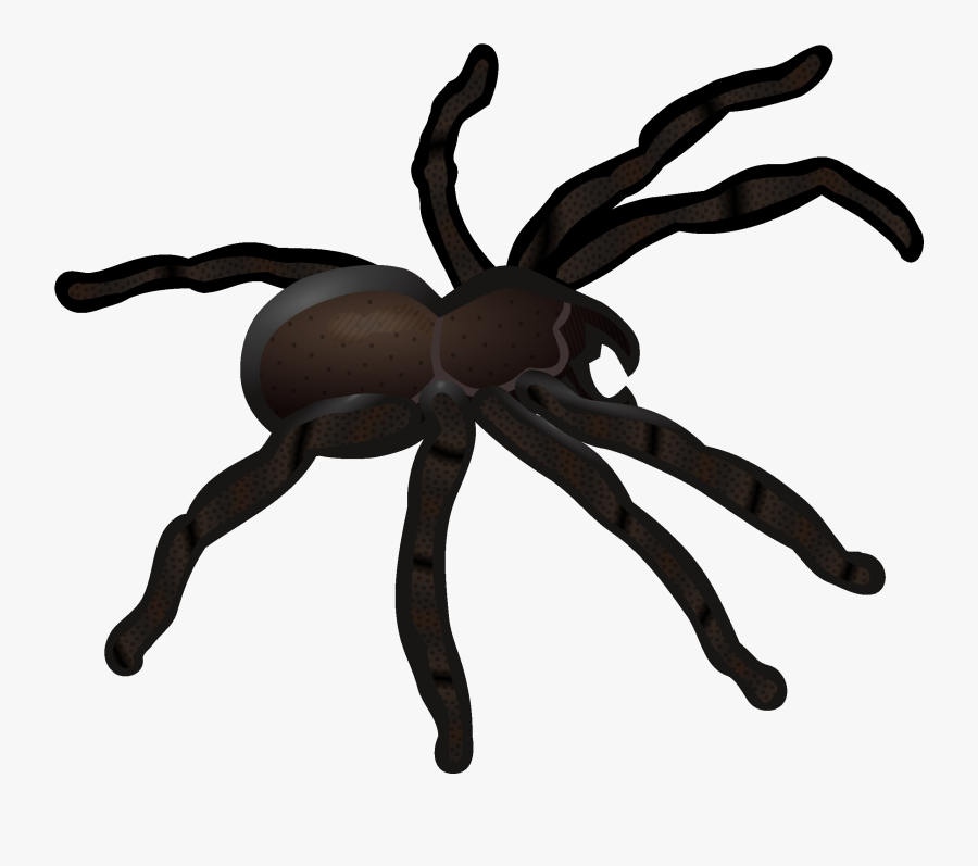 Insects Clipart Spider - Spider Clipart, Transparent Clipart
